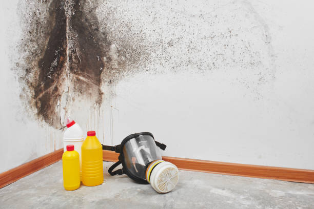 Professional Mold Remediation in Cincinnati, OH