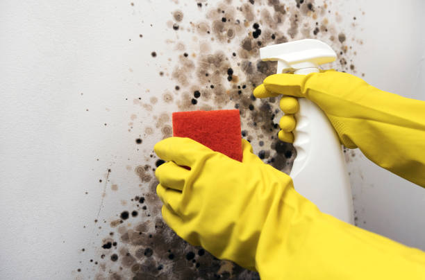 Best Residential Mold Remediation in Cincinnati, OH