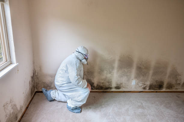 Best HVAC Mold Remediation in Cincinnati, OH