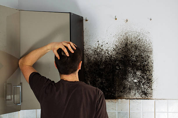 Best Mold Testing and Inspection Services in Cincinnati, OH