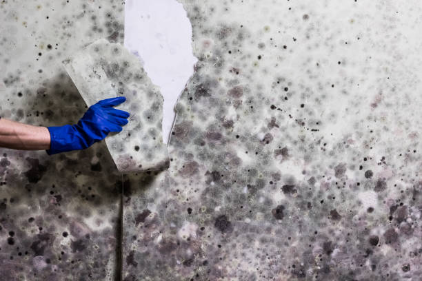 Professional Mold Remediation in Cincinnati, OH